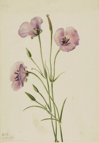 Šeříkový motýl Calochortus splendens, od Mary Vaux Walcott