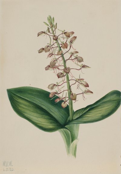 Lily Twybulade Liparis liliifolia, 1920. od Mary Vaux Walcott