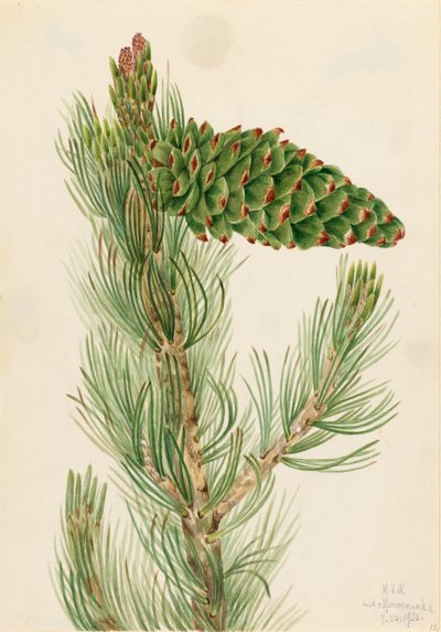 Borovice vejmutovka (Pinus flexilis) od Mary Vaux Walcott