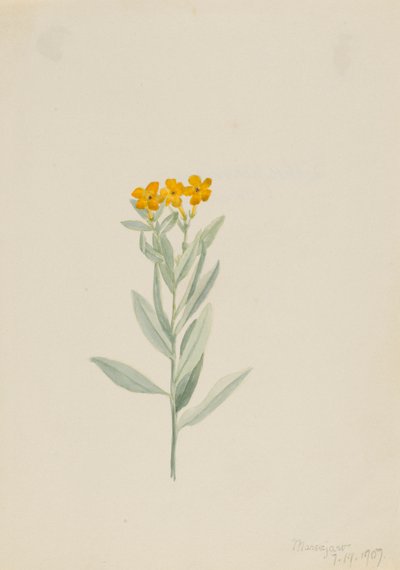 Lithospermum canescens od Mary Vaux Walcott