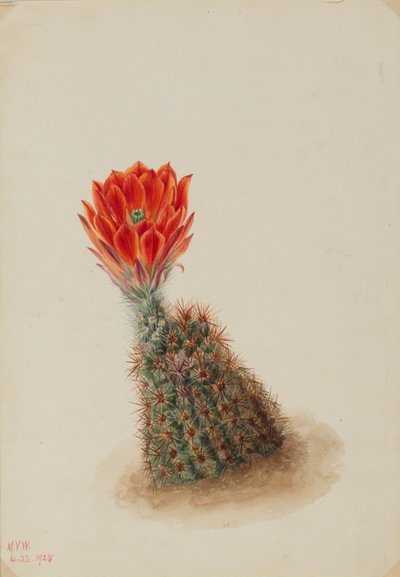 Lloydův jahodový kaktus (Echinocereus lloydii) od Mary Vaux Walcott
