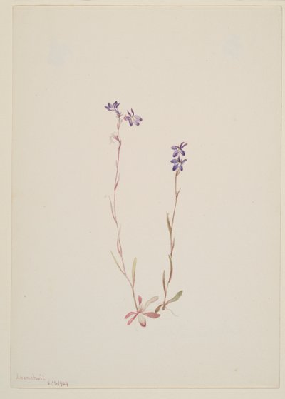 Lobelia Kalmii od Mary Vaux Walcott