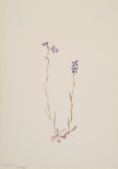 Lobelia Kalmii, 1904. od Mary Vaux Walcott