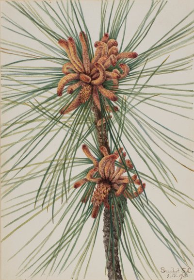 Borovice lesní (Pinus taeda) od Mary Vaux Walcott
