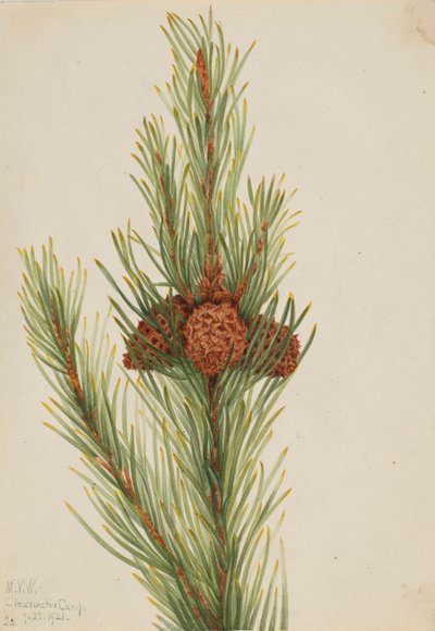 Borovice kleč (Pinus Contorta murrayana) od Mary Vaux Walcott