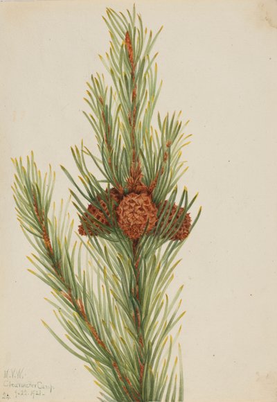 Lodgepole Pine Pinus Contorta murrayana, 1921. od Mary Vaux Walcott