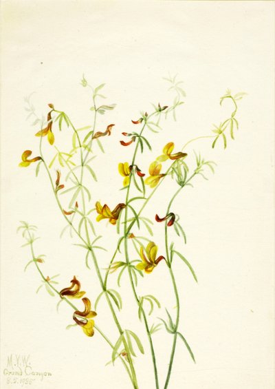 Lotus puberulus, 1935. od Mary Vaux Walcott