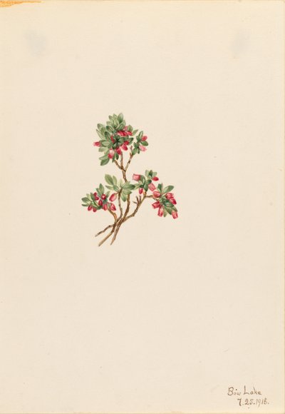 Nízká borůvka (Vaccinium caespitosum) od Mary Vaux Walcott