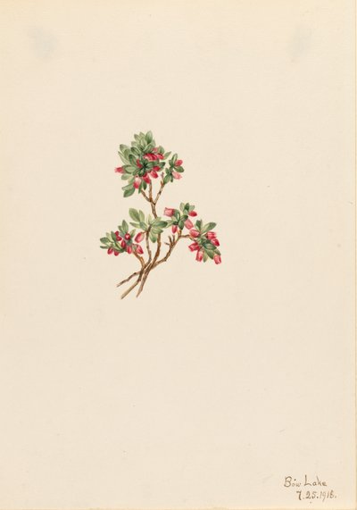 Low Wholeberry Vaccinium caespitosum, 1918 od Mary Vaux Walcott