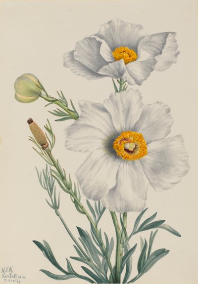 Matilija Poppy Romney coulteri, 1931. od Mary Vaux Walcott