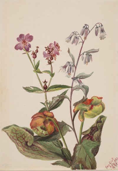 Luční krasavice Rhexia virginica, chřestýš Roat Nabalus albus, džbán..., 1880. od Mary Vaux Walcott