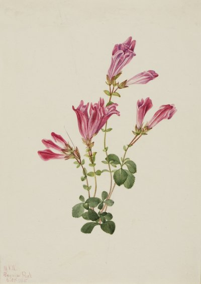 Pentstemon Menziesův (Pentstemon menziesii) od Mary Vaux Walcott
