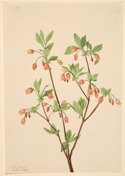 Menziesea (Menziesea glabella) od Mary Vaux Walcott