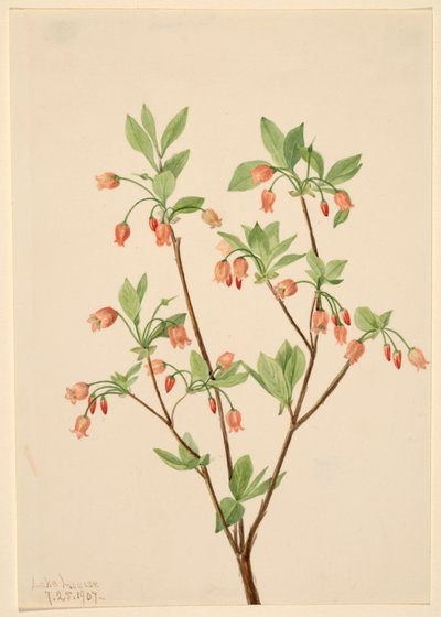 Menziesea Menziesea glabella, 1907. od Mary Vaux Walcott