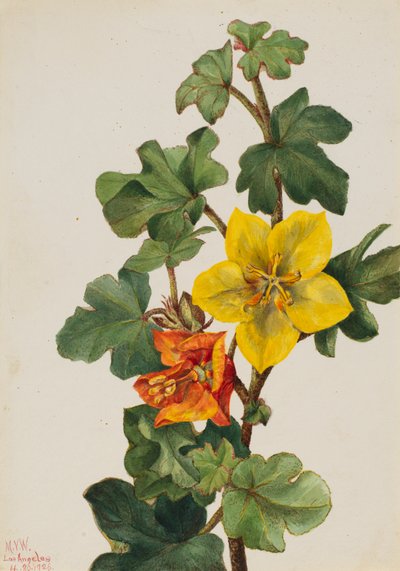 Mexická Fremontia Fremontodendron mexicanum, 1926. od Mary Vaux Walcott