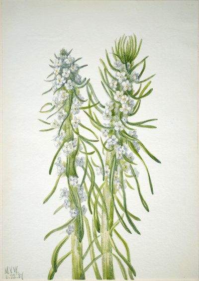Hornická svíčka Oreocarya virgata, 1937 od Mary Vaux Walcott