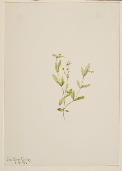 Moehringia laberiflora od Mary Vaux Walcott