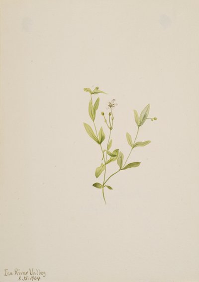 Moehringia laberiflora, 1904. od Mary Vaux Walcott