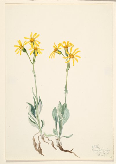 Montana Parnassia Parnassia montanesis, 1920. od Mary Vaux Walcott