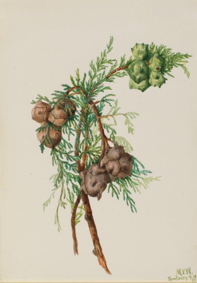 Cypřišek montereyský (Cupressus macrocarpa) od Mary Vaux Walcott