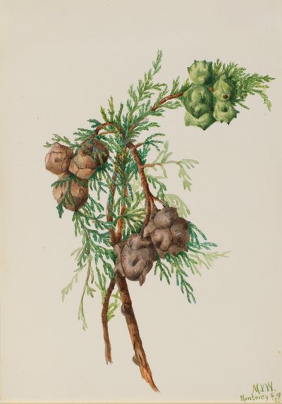 Cypřiš Monterey Cupressus macrocarpa, 1936. od Mary Vaux Walcott