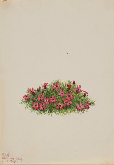 Mech Campion (Silene acaulis) od Mary Vaux Walcott