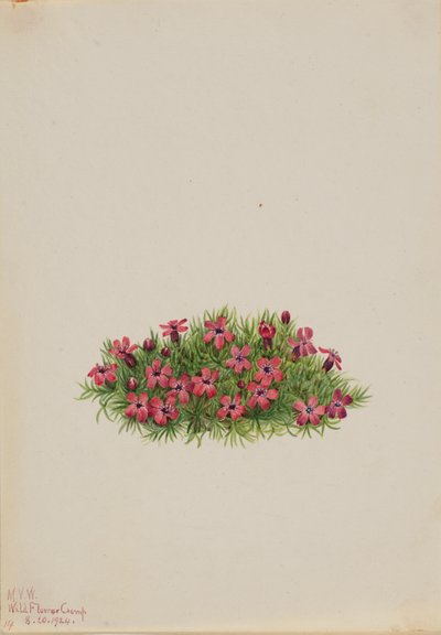 Moss Campion Silene acaulis, 1924. od Mary Vaux Walcott