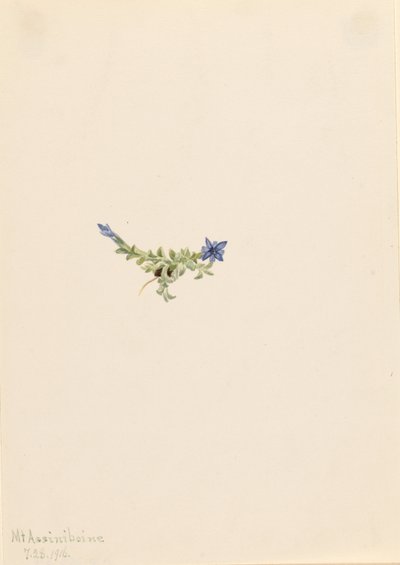 Hořec prostý (Gentiana prostrata) od Mary Vaux Walcott