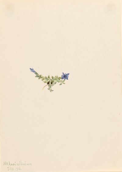 Hořec mechový Gentiana prostrata, 1916. od Mary Vaux Walcott