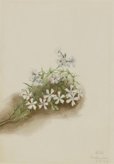 Mech růžový (Phlox subulate) od Mary Vaux Walcott