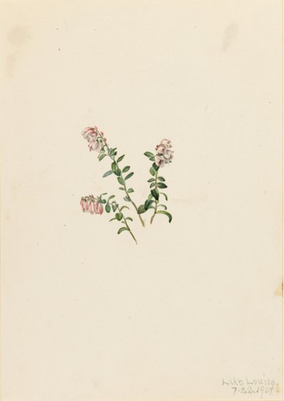 Brusinka horská (Vaccinium vitisidaea minus) od Mary Vaux Walcott
