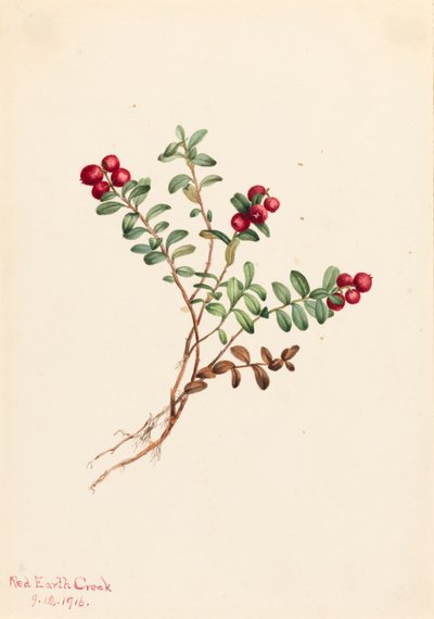 Brusinka horská Vaccinium vitisdaea minus, 1916. od Mary Vaux Walcott
