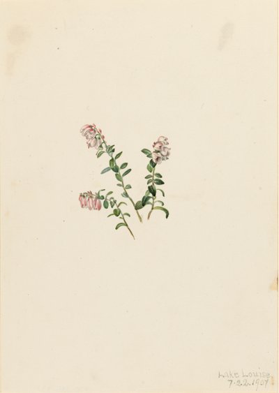 Brusinka horská Vaccinium vitisidaea minus, 1907. od Mary Vaux Walcott