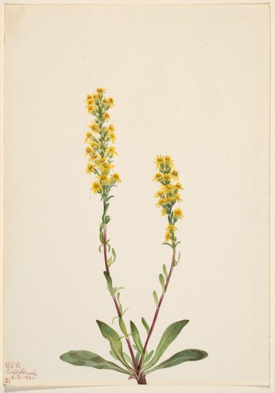 Zlatobýl horský (Solidago oreophila) od Mary Vaux Walcott