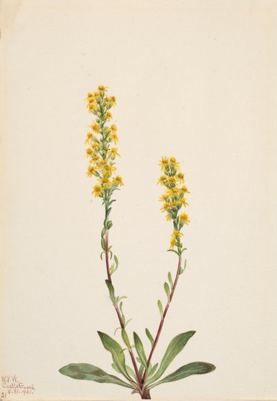 Mountain Goldenrod Solidarity Oreophila, od Mary Vaux Walcott