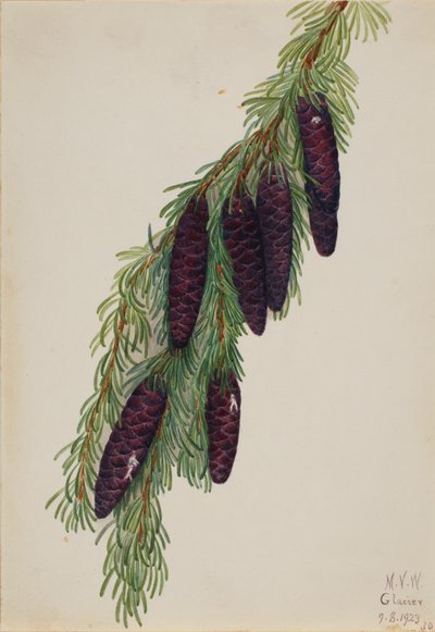Jedlička horská Tsuga mertensiana, 1923. od Mary Vaux Walcott
