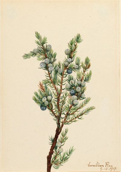 Jalovec horský Juniperus sibirica, 1917. od Mary Vaux Walcott