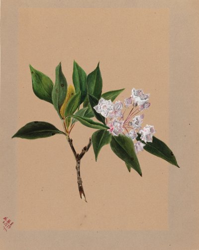 Mountain Laurel Kalmia latifolia, 1879. od Mary Vaux Walcott