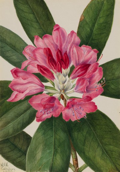 Mountain Rose-Bay Rhododendron catawbiense, 1932. od Mary Vaux Walcott