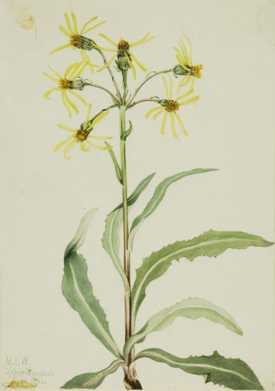 Senecio lugens (Senecio lugens) od Mary Vaux Walcott