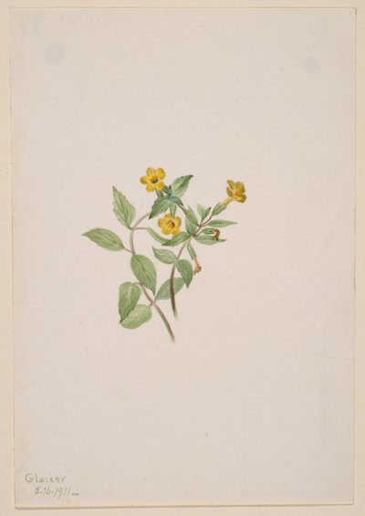 Muškátový květ (Mimulus moschatus) od Mary Vaux Walcott