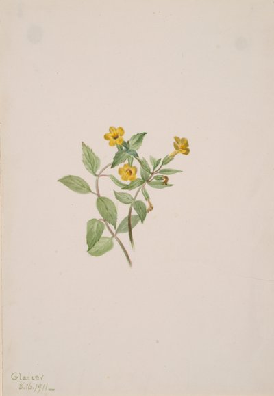Pižmový květ Mimulus moschatus, 1911. od Mary Vaux Walcott