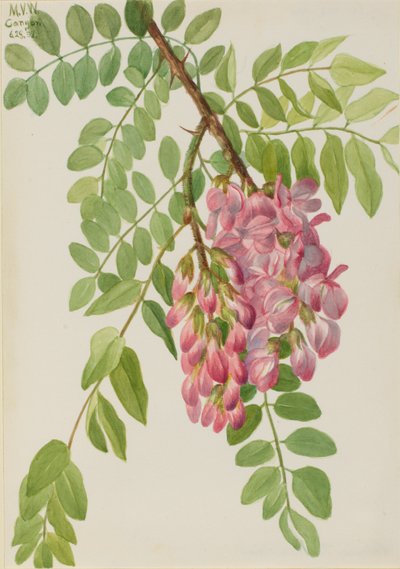 Novomexická saranče (Robinia neomexicana) od Mary Vaux Walcott