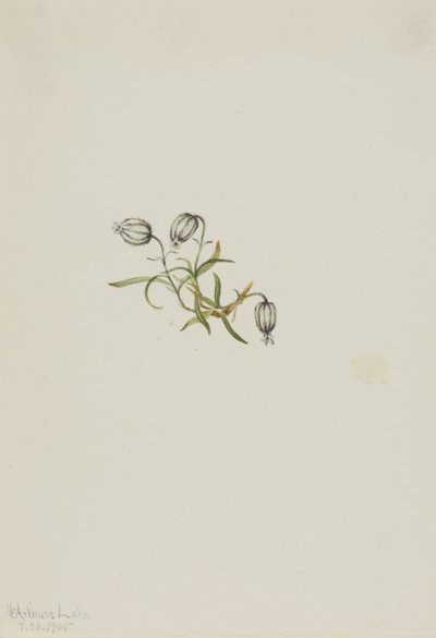 Campion kývavý (Lychnis apetala) od Mary Vaux Walcott