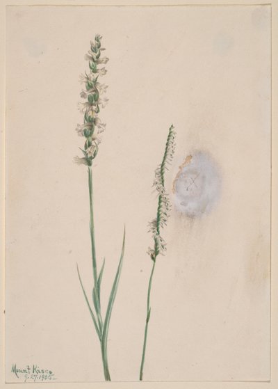 Pokyvující dámské šortky Ibidium cernum, 1905. od Mary Vaux Walcott