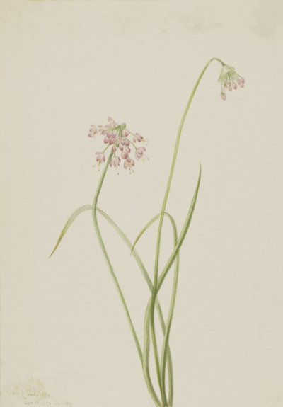 Přikyvující cibule Allium cernuum, 1901. od Mary Vaux Walcott