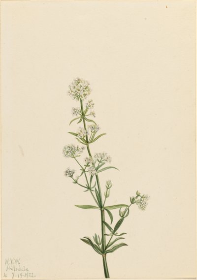 Slaměnka severní (Galium boreale) od Mary Vaux Walcott