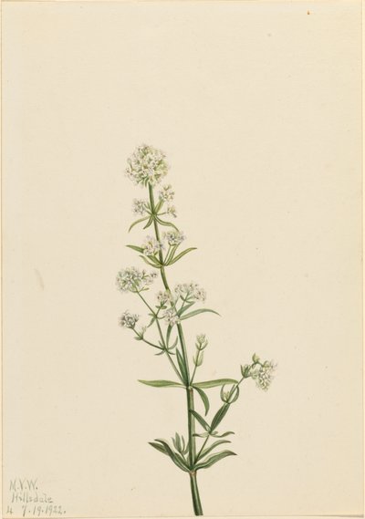 Svízel severní Galium boreale, 1922. od Mary Vaux Walcott