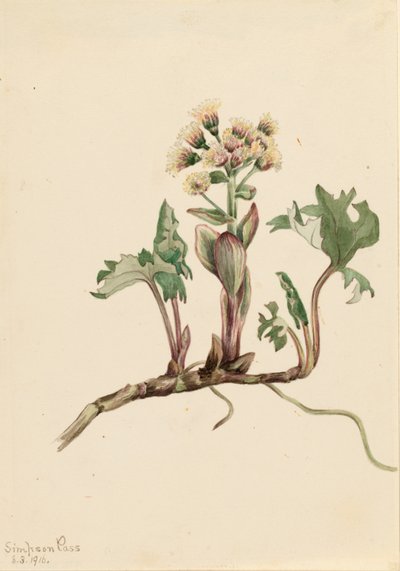 Máselník severní (Petasites hyperboreus) od Mary Vaux Walcott