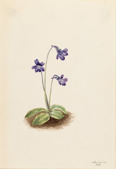 Máslovka obecná (Pinguicula vulgaris) od Mary Vaux Walcott